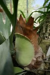 Platycerium, corne d'élan. Origine : Afrique, Asie du Sud-Est, Australie. Epiphyte (vit accroché au tronc d'arbre) Photo