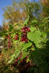Leycesteria formosa Photo