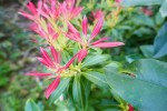Pieris Japonica, origine : Asie, Amérique du nord. Andromède : princesse éthipienne dans la mythologie grecque Photo