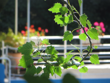 Pniche fleurie, depuis l'le de la Jatte, 2016