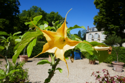 Datura arborescens, Chteau de Malmaison, 2017