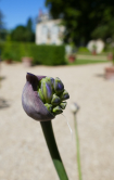 Agapanthe, Chteau de Malmaison, 2017