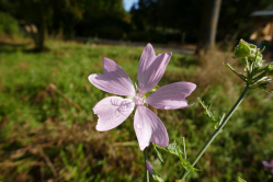 Guimauve,  Parc des Chanteraines, 2016