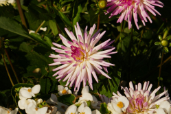 Dahlia, Pr-Catelan, 2016