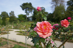 Roseraie, Bagatelle, 2019
