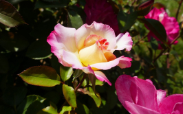 Rose, Bagatelle, 2017
