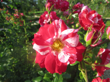 Rose, Bagatelle, 2015