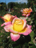 Roseraie, Bagatelle, 2012
