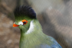 Touraco,  jardin d'acclimatation, 2017