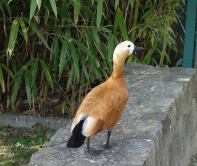 Le tadorne casarca, Jardin d'acclimatation, 2015