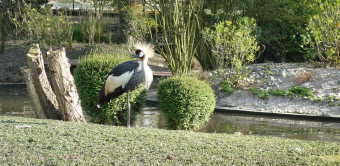 Grue couronne, Jardin d'acclimatation, 2015