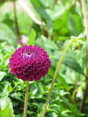 Dahlia pompon, Jardin d'acclimatation, 2014