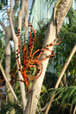 Palmier Chamaedorea elegans, Serres d'Auteuil, 2014