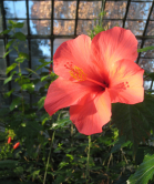 Hibiscus, Serres d'Auteuil, 2011