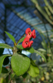 Euphorbia milii, Serres d'Auteuil, 2019