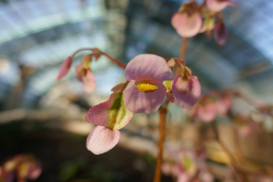 Bgonia, Serres d'Auteuil, 2019