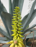 Agave ou aloes, Jardin des plantes, 2012