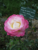 Rose, Jardin des plantes, 2014