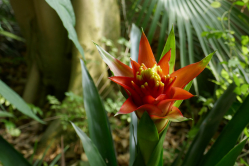 Bromlia, Jardin des plantes, 2018