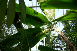 Bananier, Jardin des plantes, 2018