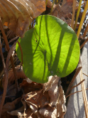 Feuille de lotus, Jardin des plantes 2019