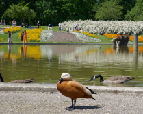 Le tadorne casarca, Parc floral de Paris, 2018