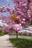 Cerisier du Japon, Parc floral de Paris, 2019