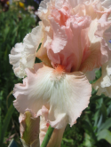 Un iris, Parc floral de Paris, 2015