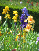 Iris, Parc floral de Paris, 2015