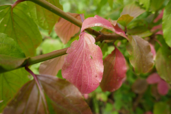 Cornouiller du Japon, Arboretum de Vincennes, 2016