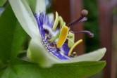 Passiflore, Parc floral de Paris, 2020