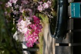 Rhododendron, Parc floral de Paris, 2020