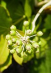 Le fatsia japonica Photo