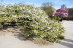 Prunus GP sato-zakura shirotae, Famille Rosaceae Photo