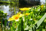Caltha polypetala Photo