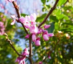 Cercis siliquastrum, Famille des fabacées Photo