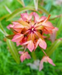 Euphorbia griffithii Fireglow. Source : promessedefleurs.com Photo