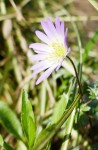 Anémone : Du grec vent, car la fleur s'ouvre au vent. Source : Larousse Photo