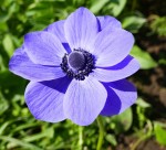 Anémone : Du grec vent, car la fleur s'ouvre au vent. Source : Larousse Photo