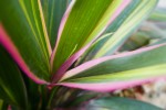 Phormium Photo