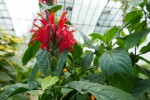 https://jardinage.ooreka.fr/plante/voir/993/pachystachys Photo