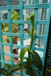 L'orchidée vanille : Vanilla planifolia Photo