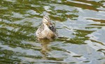 Petit lac Photo