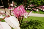Toona sinensis, acajou de Chine Photo