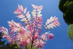 Toona sinensis, acajou de Chine Photo
