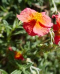 Helianthemum, fleur qui recherche le soleil. Famille des cistes (nom masculin). Source : Wikipedia Photo