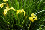 près de l'étang, Iris pseudacorus, iris faux acore ou iris jaune ou encore flambe d'eau ou glaies en Saintonge (La Saintonge est un région du sud ouest) Photo