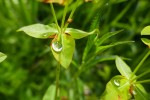 Goutte d'eau sur feuille d'euphorbe Photo