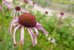 Famille des asters Photo