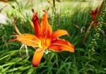 Lis d'un jour : daylily en anglais car fleurit une journée. Du grec kalos pour beau et hemera pour le jour. Source : wikipedia Photo
